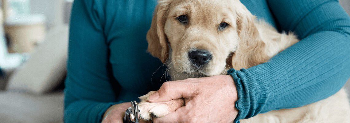 Hoe knip ik de nagels van mijn hond? Hoe knip ik de nagels van mijn hond?